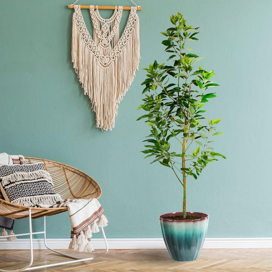 Avocado Trees
