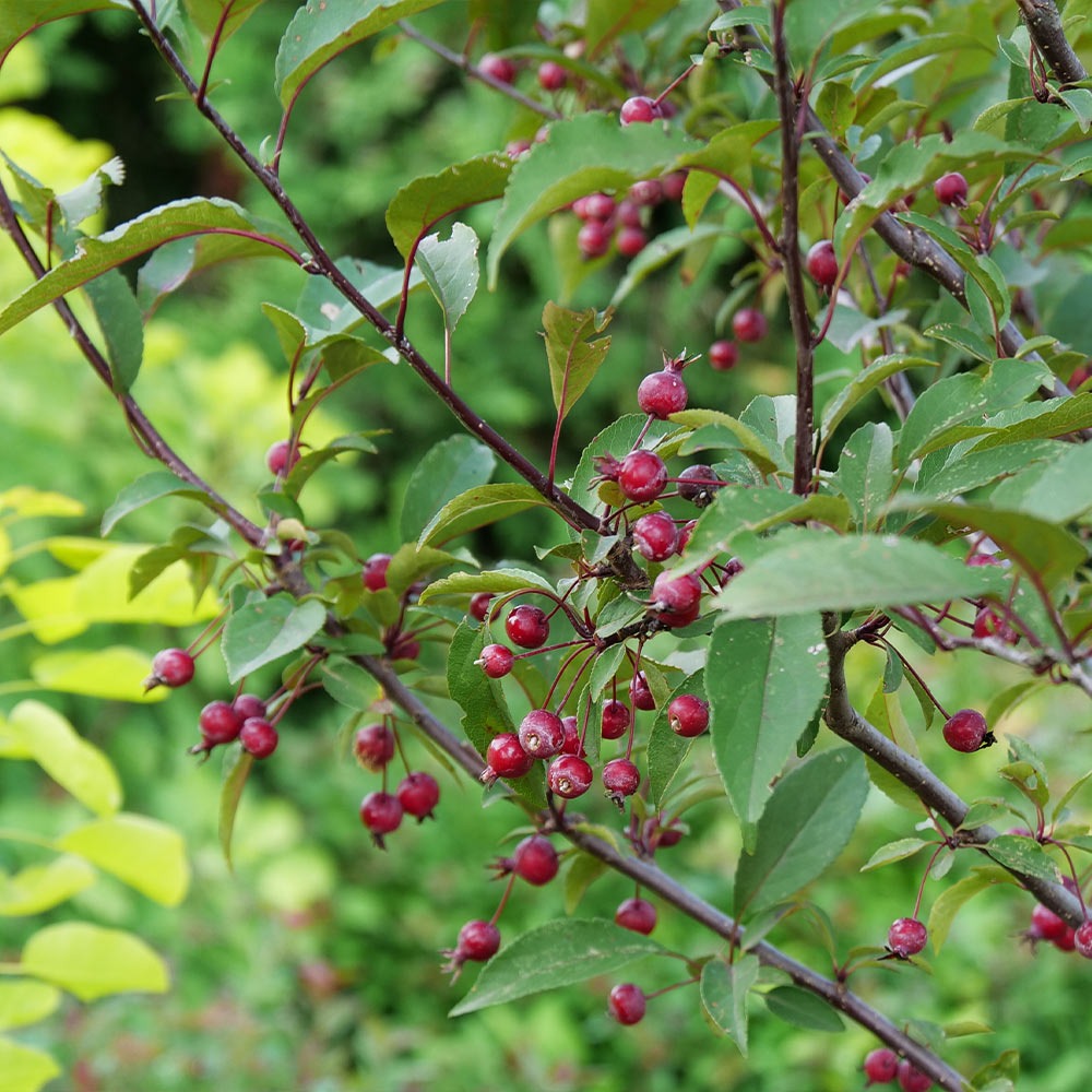 Proven Winners® Show TimeTM Crabapple Tree