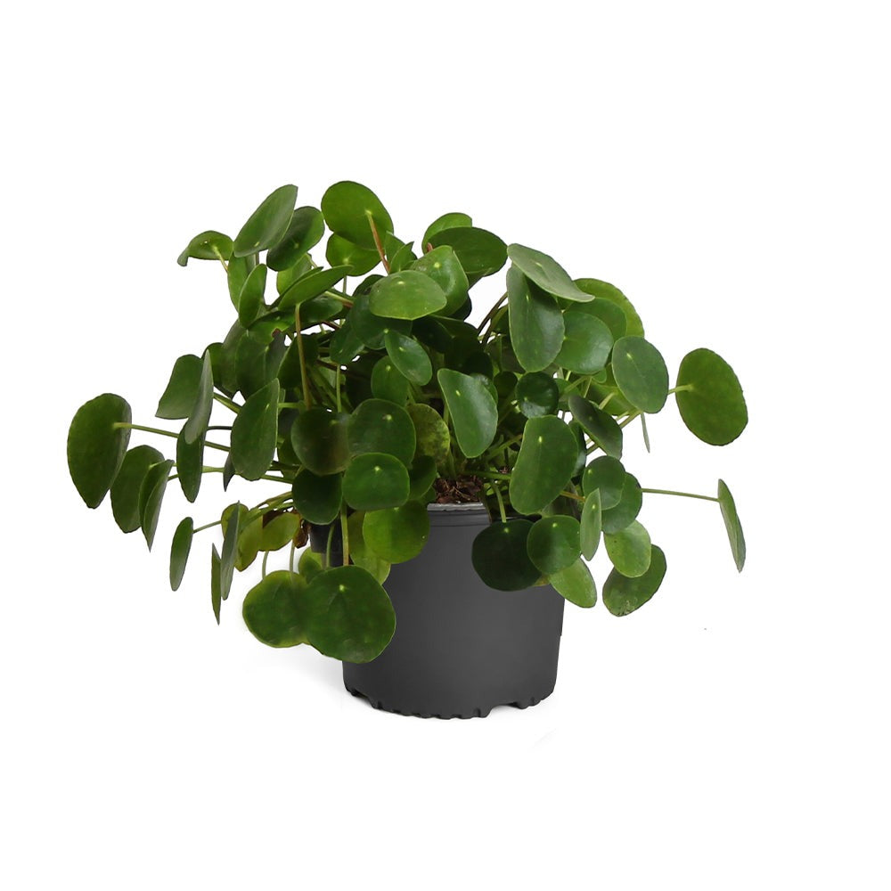 Pancake Plant