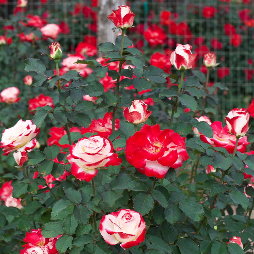 White LiesTM Rose Shrub