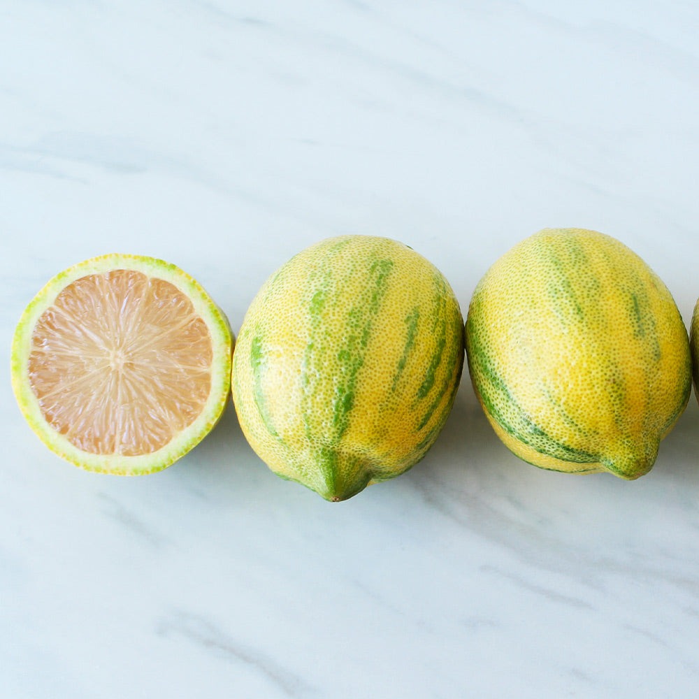 Pink Variegated Eureka Lemon Bush