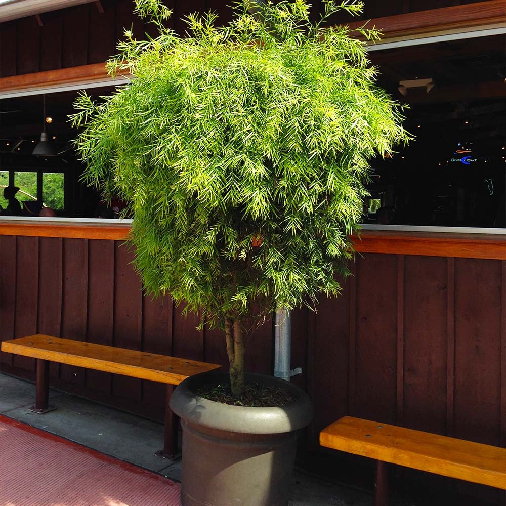 Podocarpus Tree