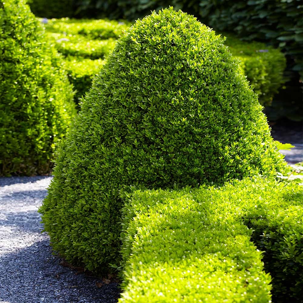 American Boxwood Shrub