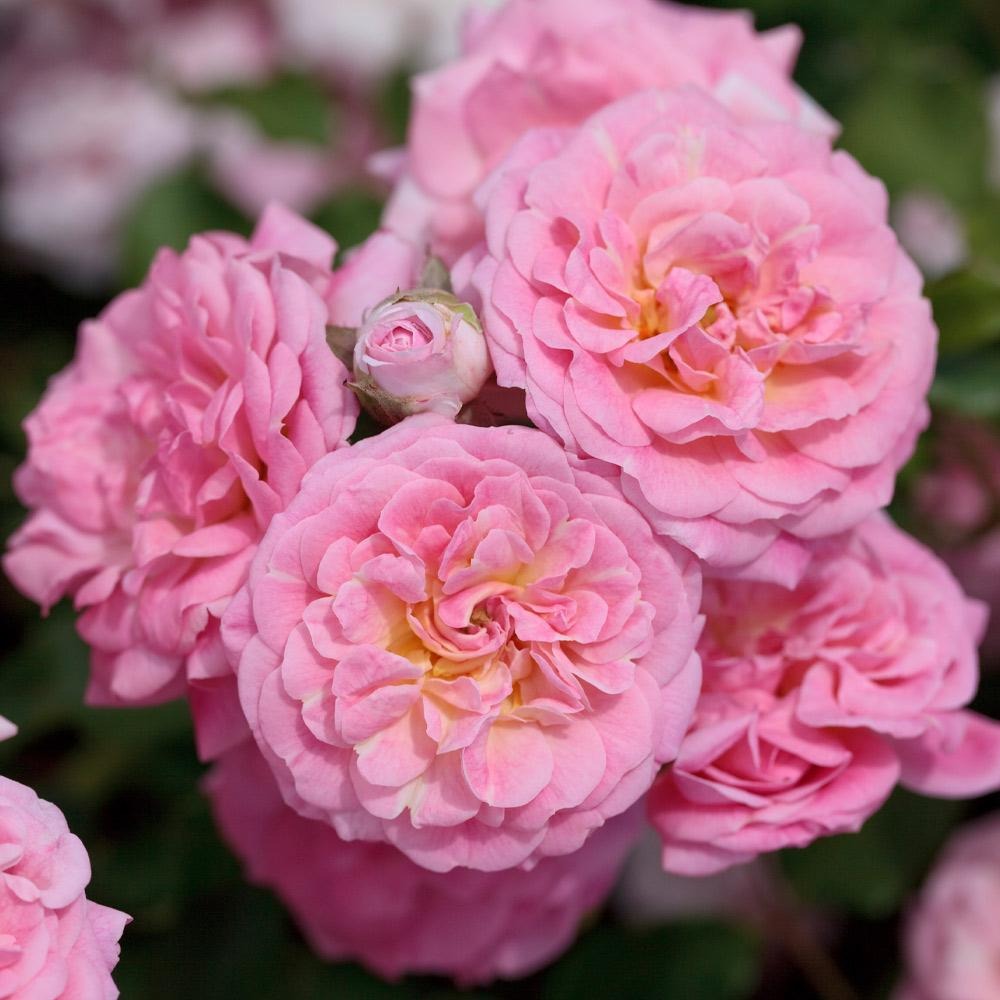Rose Bushes