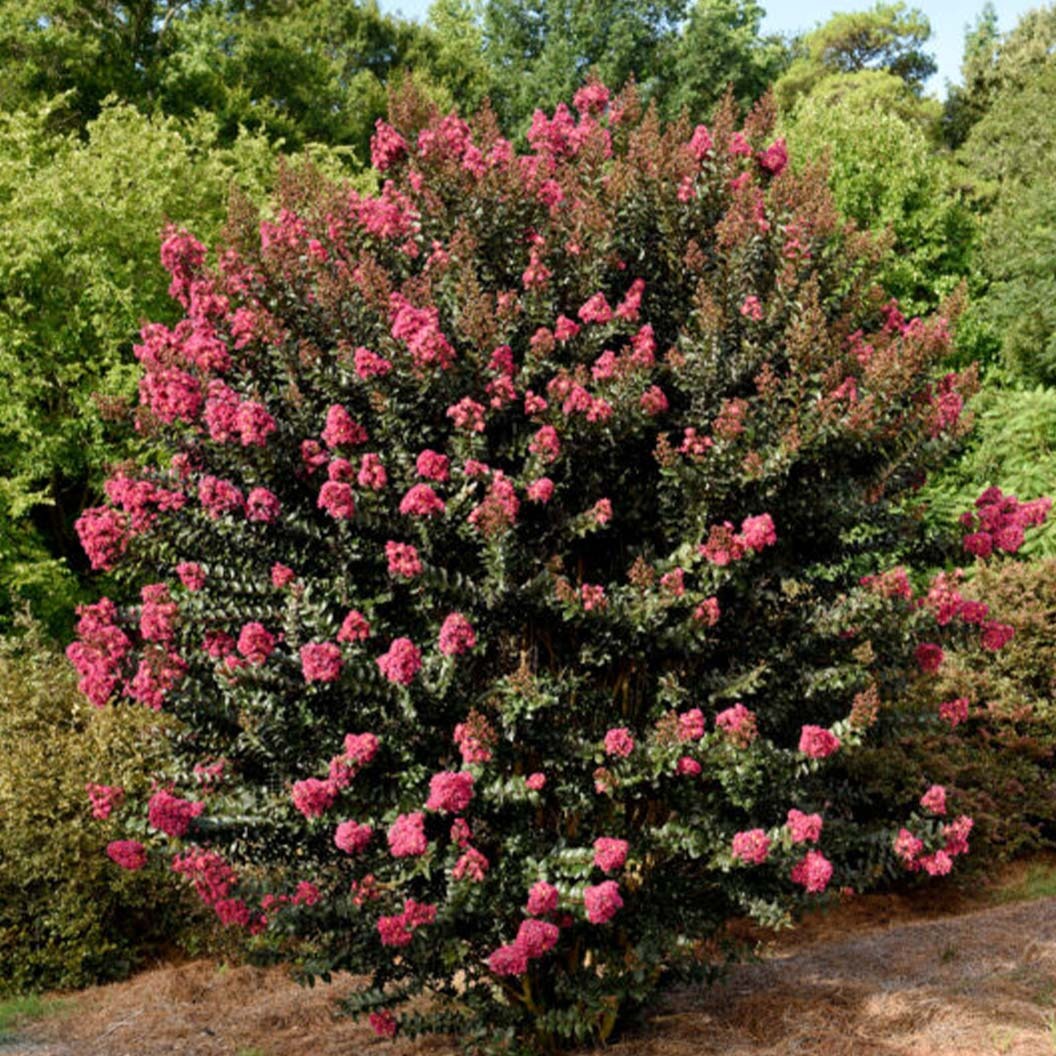 First Editions® Plum MagicTM Crape Myrtle