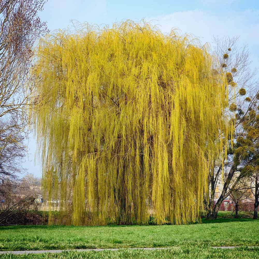 Niobe Golden Weeping Willow