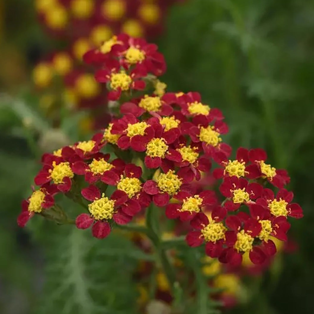 New VintageTM Red Yarrow