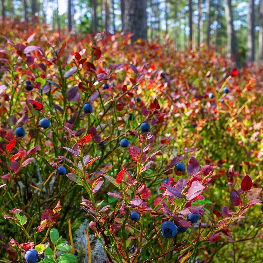 Top Hat Blueberry Bush