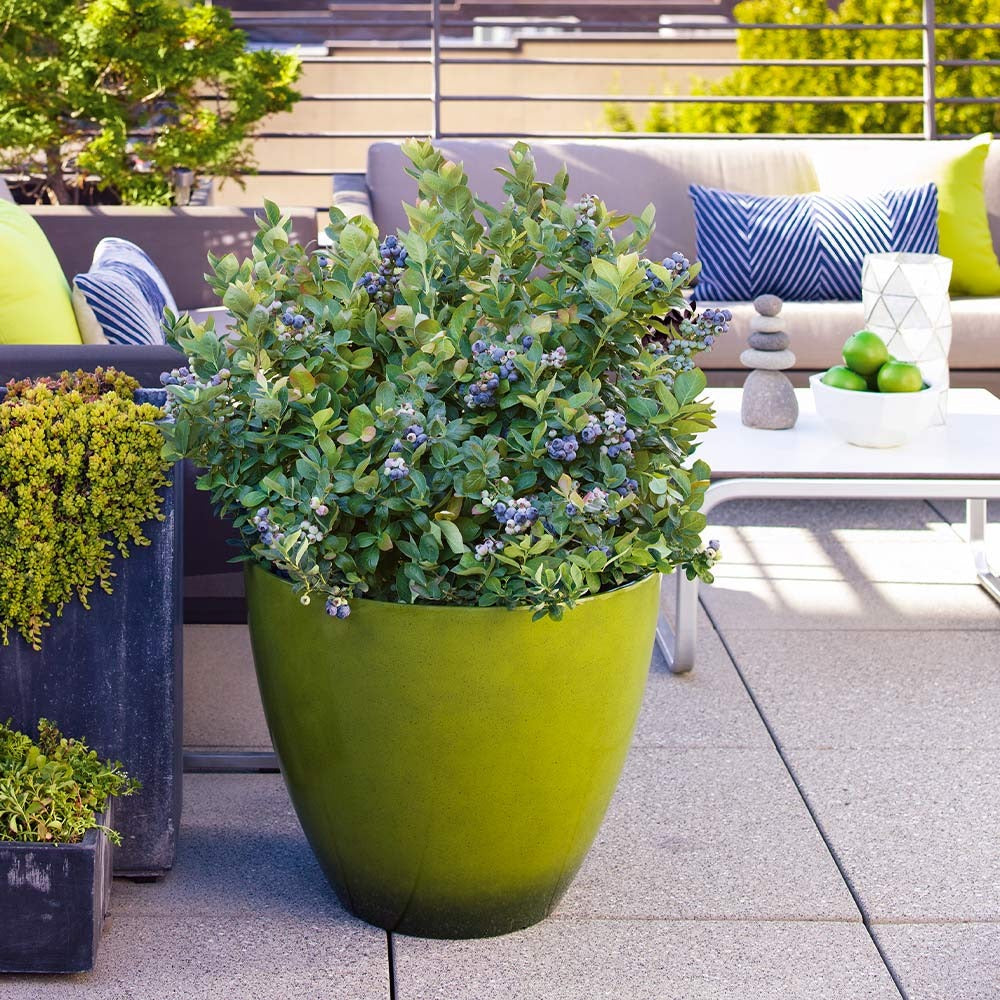 Bushel and Berry® Peach SorbetTM Blueberry Bush