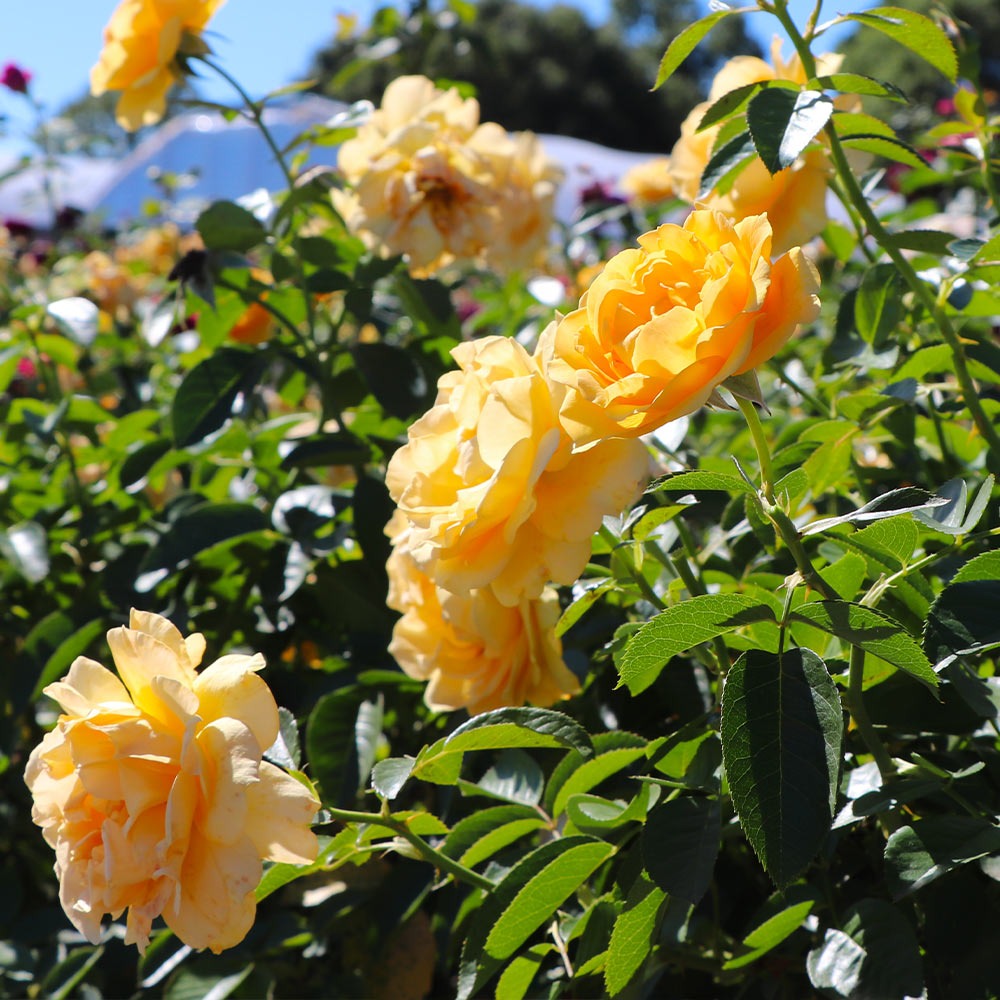 Julia Child Rose Tree