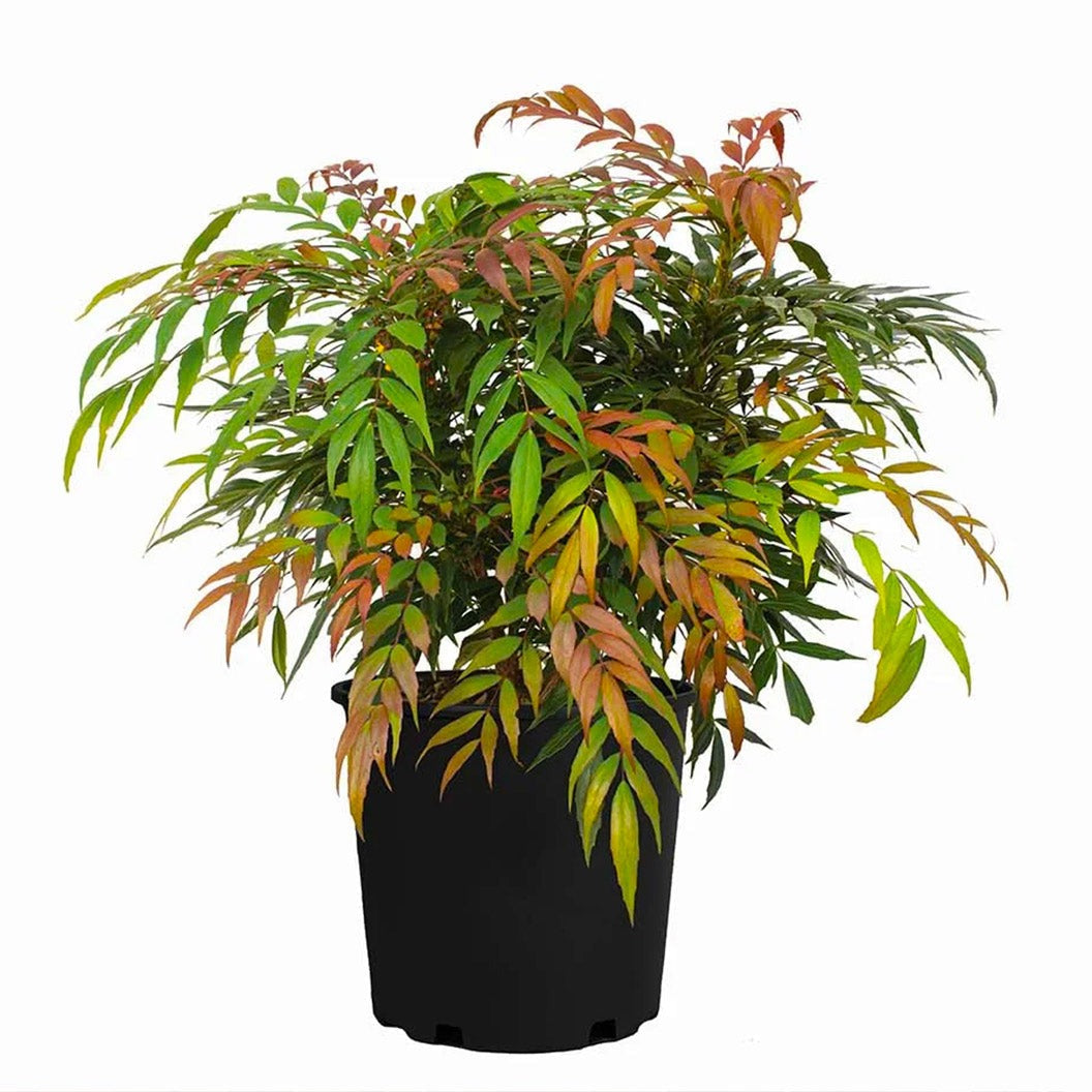 Groovy GlowTM Mahonia Shrub