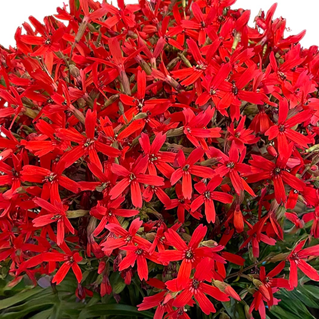 Forged by FireTM Silene Plant