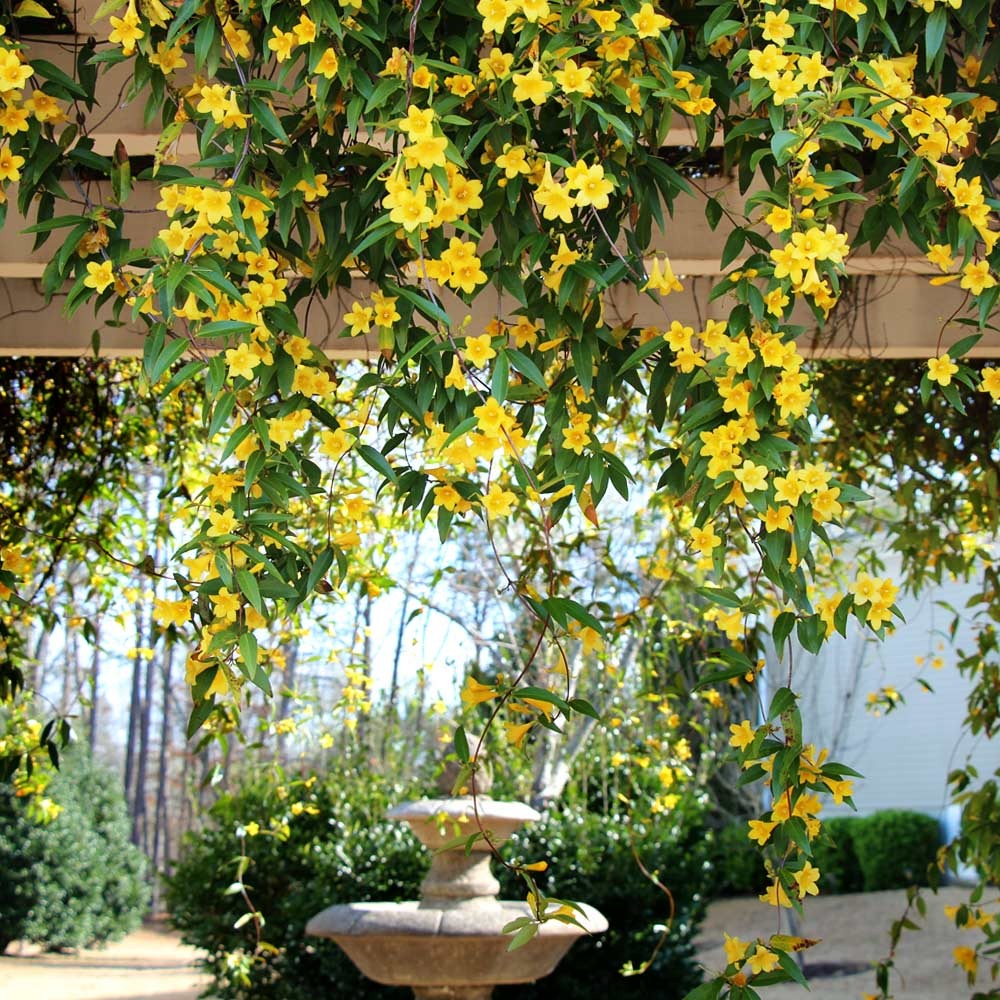 Perennial Plants