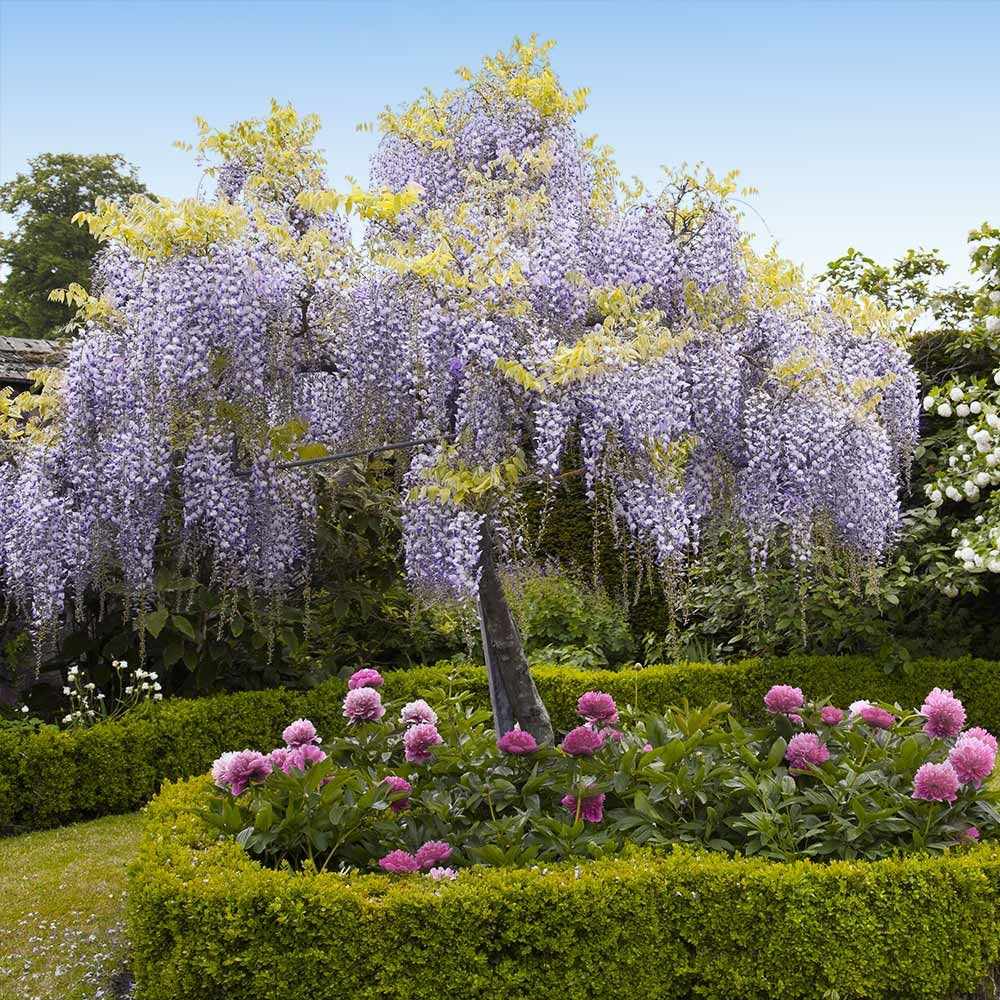 Wisteria Tree