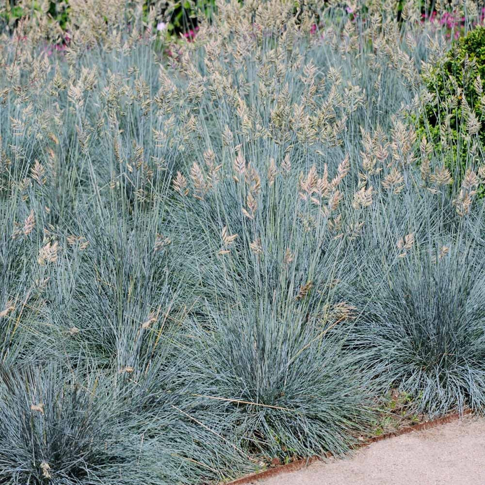Perennial Plants