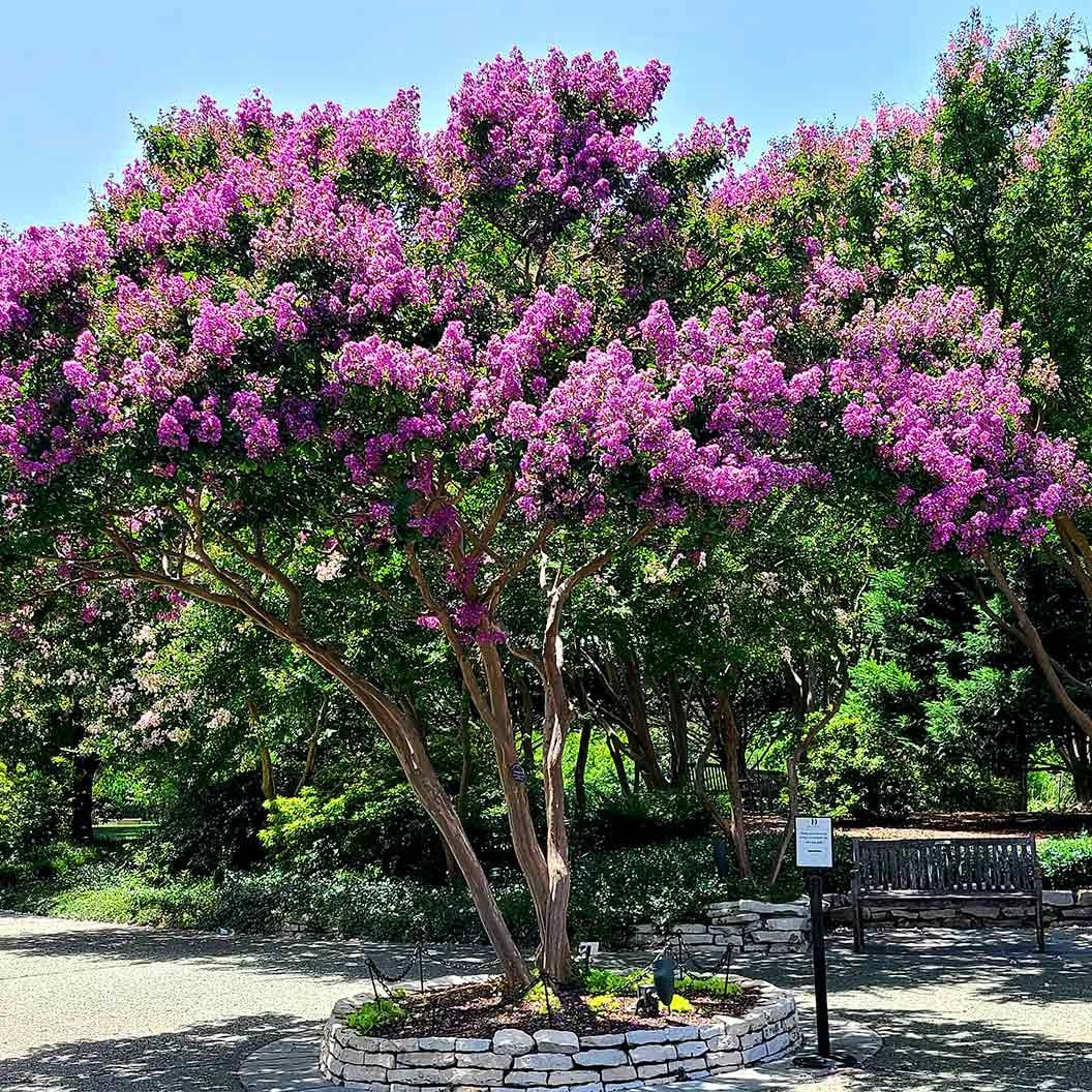 ColoramaTM Purple Crape Myrtle Tree