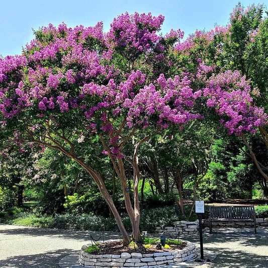 ColoramaTM Purple Crape Myrtle Tree
