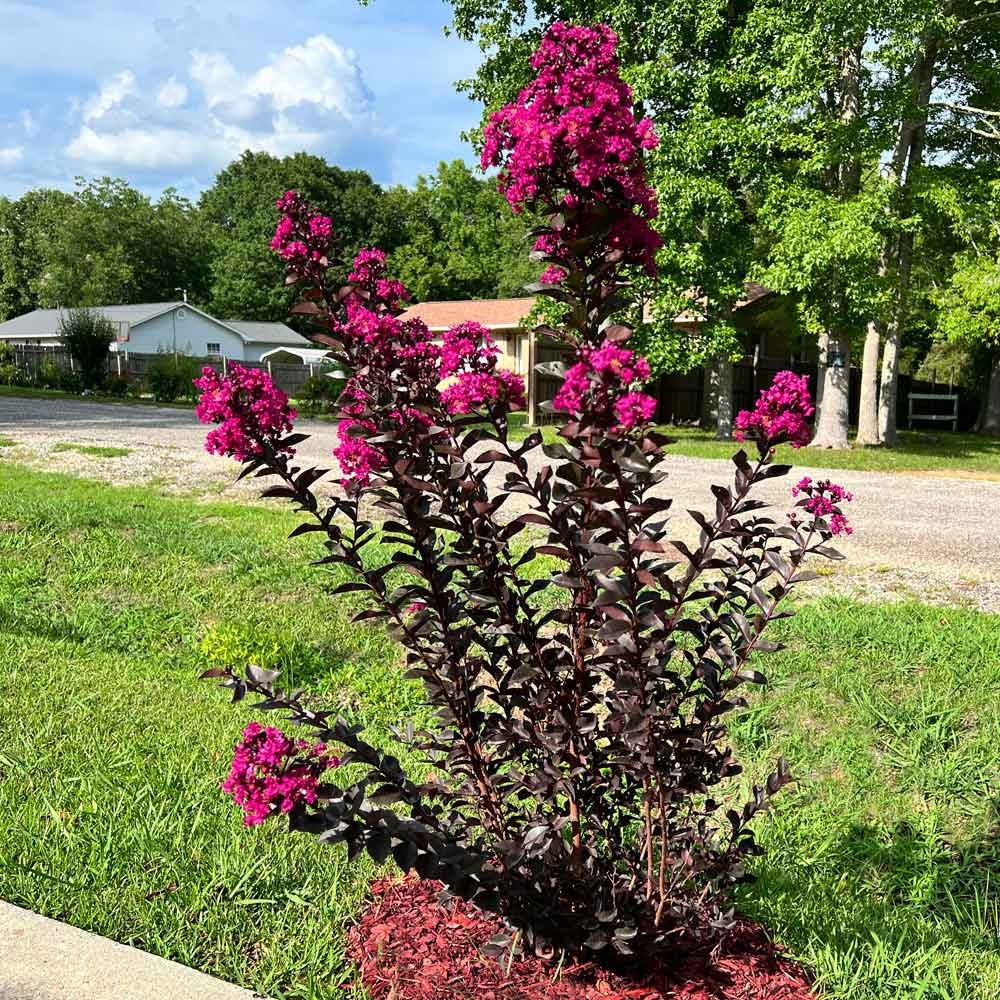 Black Diamond® Mystic MagentaTM Crape Myrtle Tree