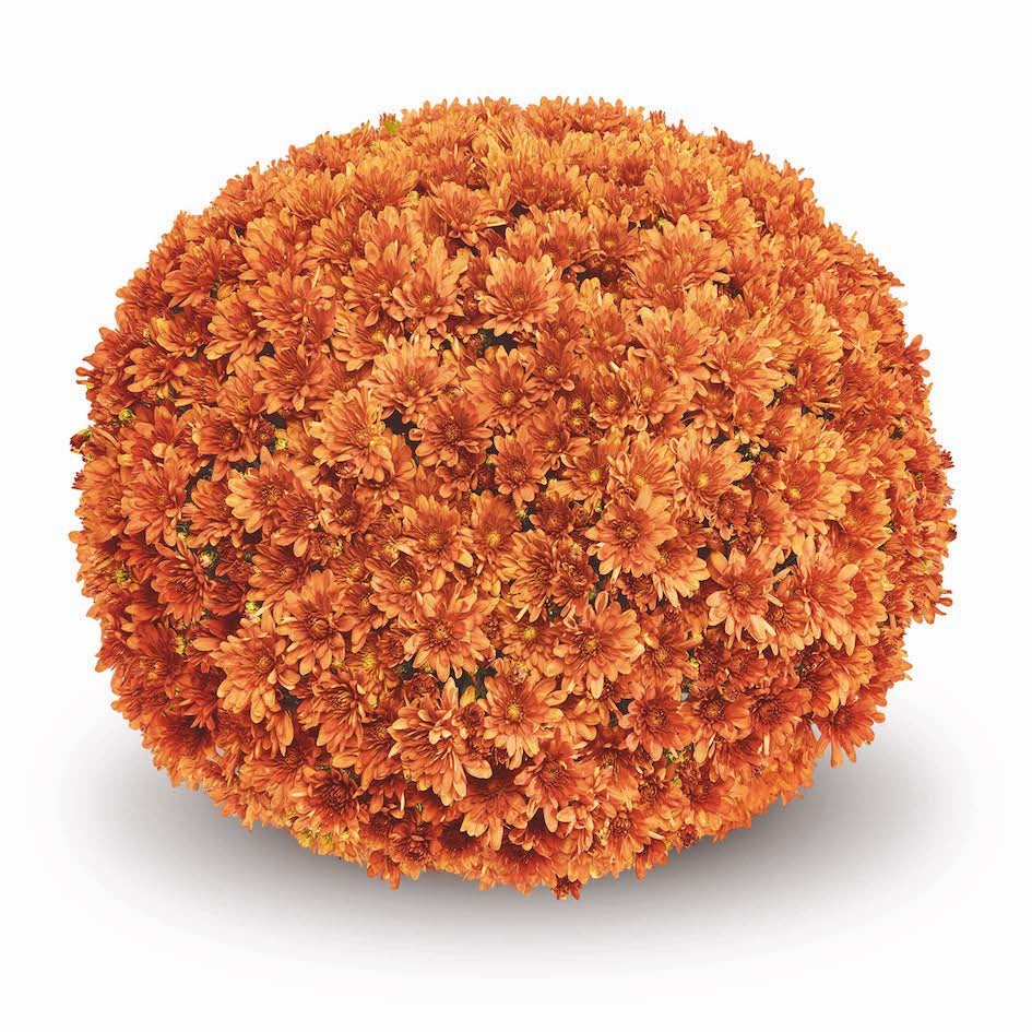 Orange Belgian Mums®