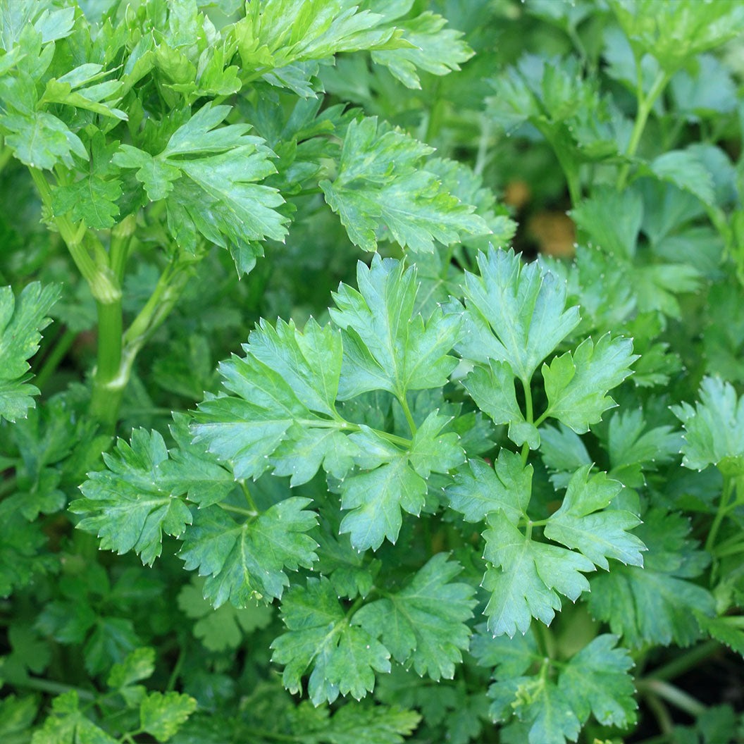 Kitchen Essential Organic Herb 4 Pack Plant