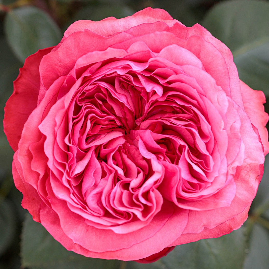 Bloomables® Loves Me, Loves Me NotTM Rose Shrub