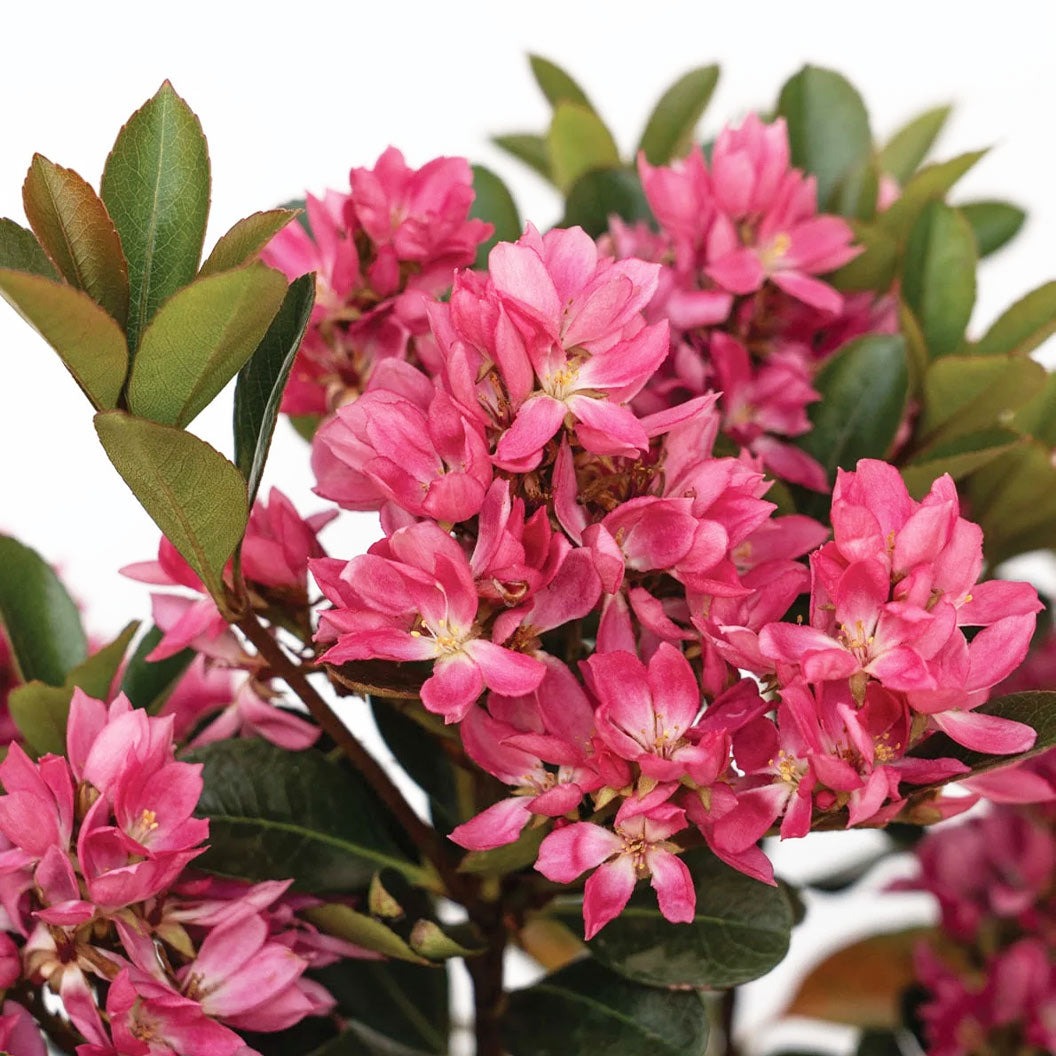 Pink PearlTM Improved Indian Hawthorne Shrub