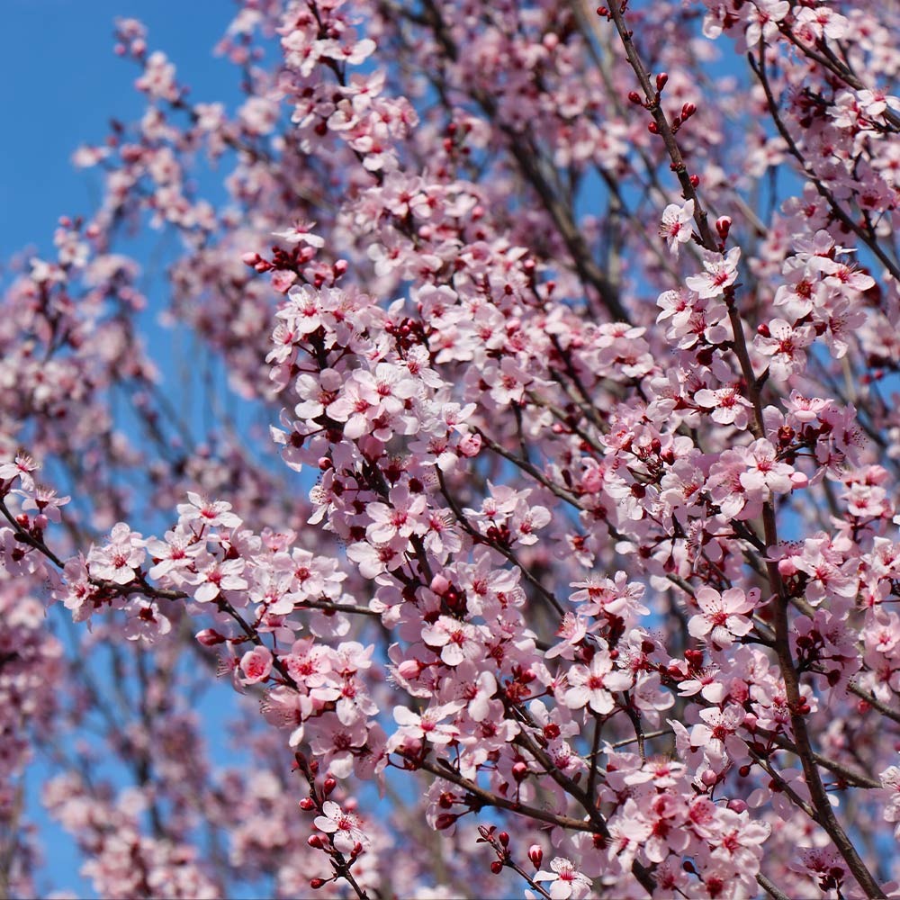Thundercloud Plum Tree