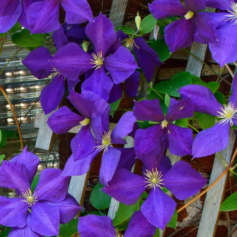 Jackmanii Clematis Vine
