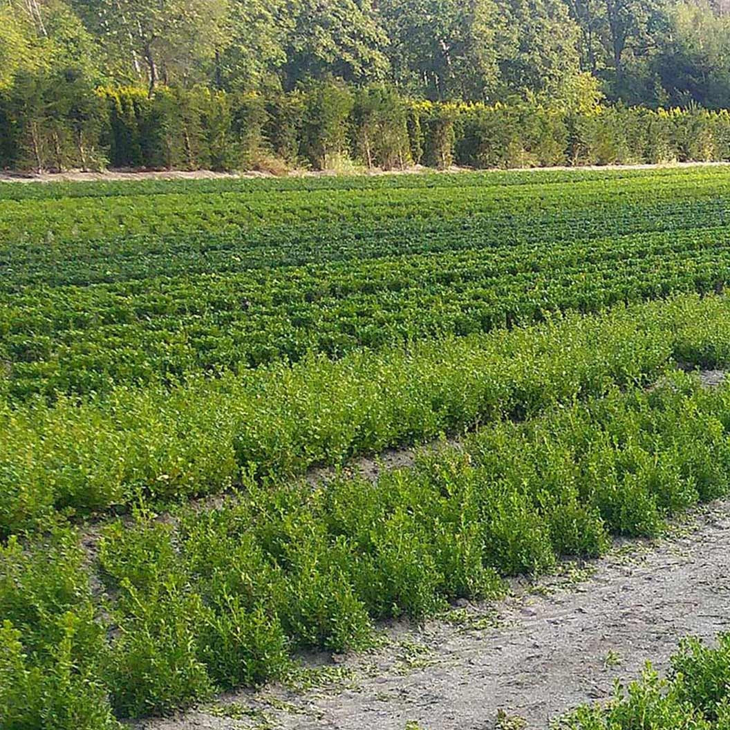 Better Boxwood® RenaissanceTM Shrub