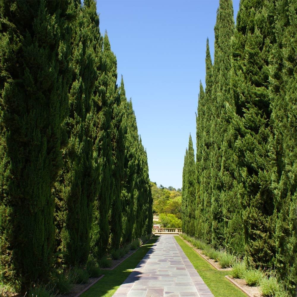 Italian Cypress Tree Arizona