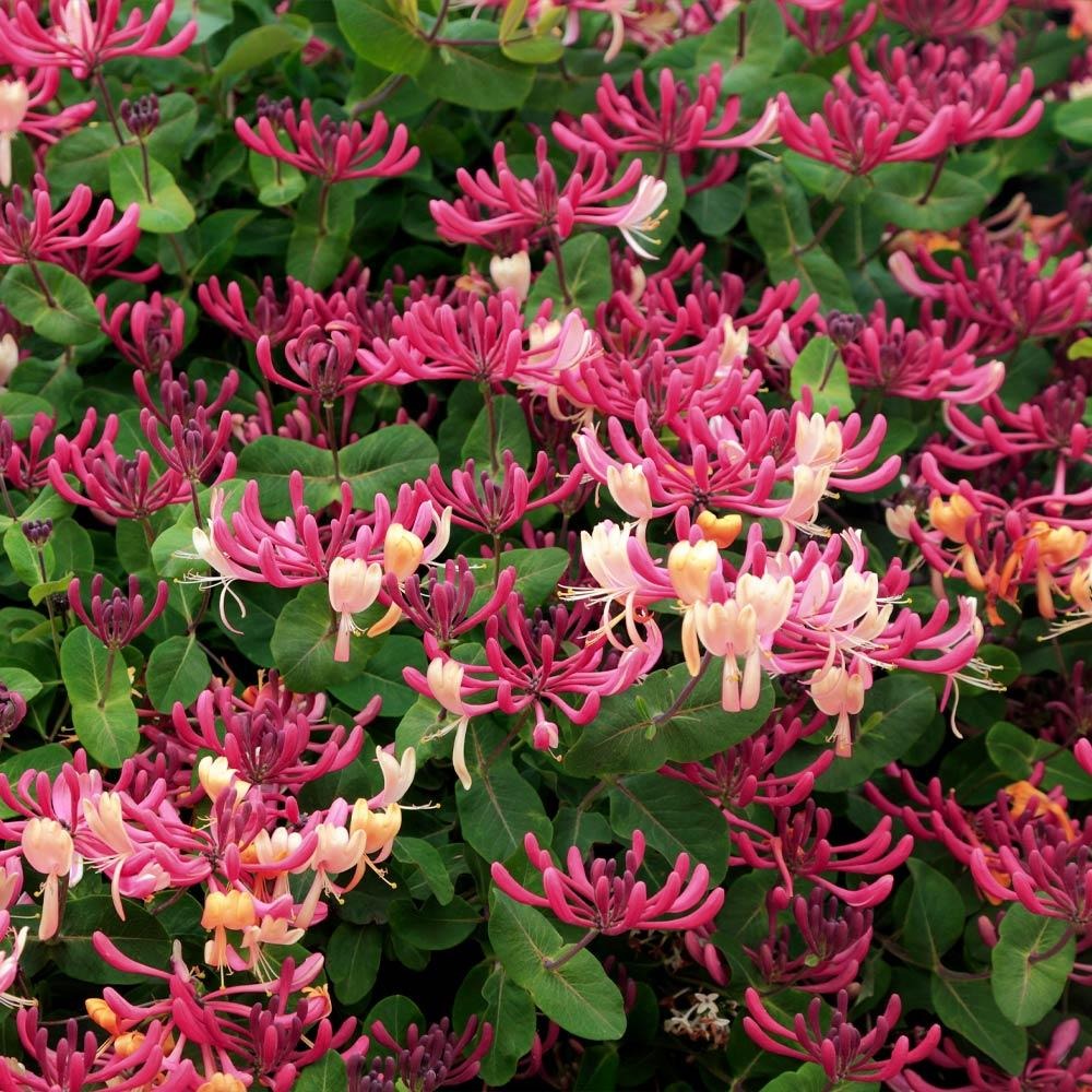 Perennial Plants