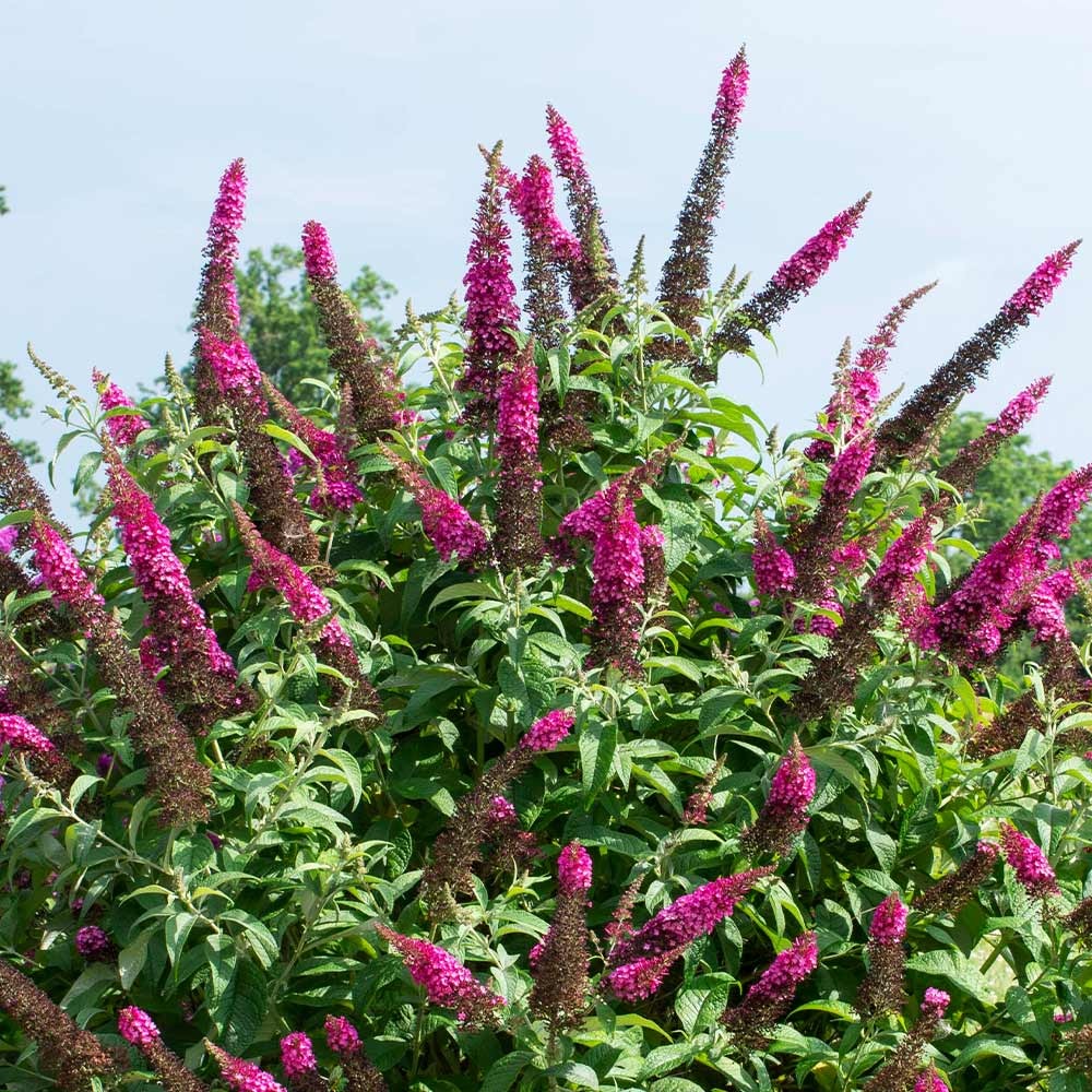 Bloomables® CranRazz Butterfly Bush (Tree Form)