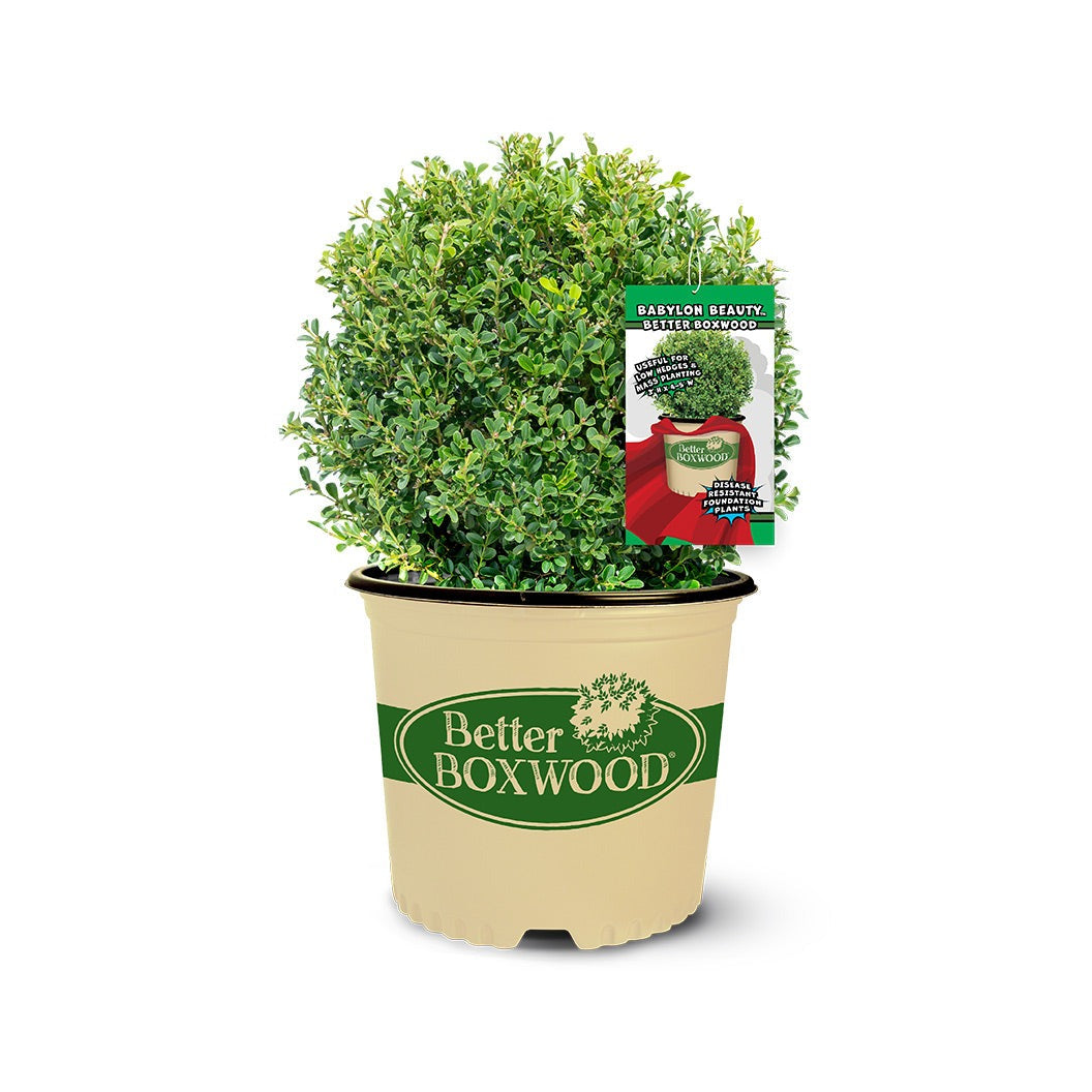 Better Boxwood® Babylon BeautyTM Shrub
