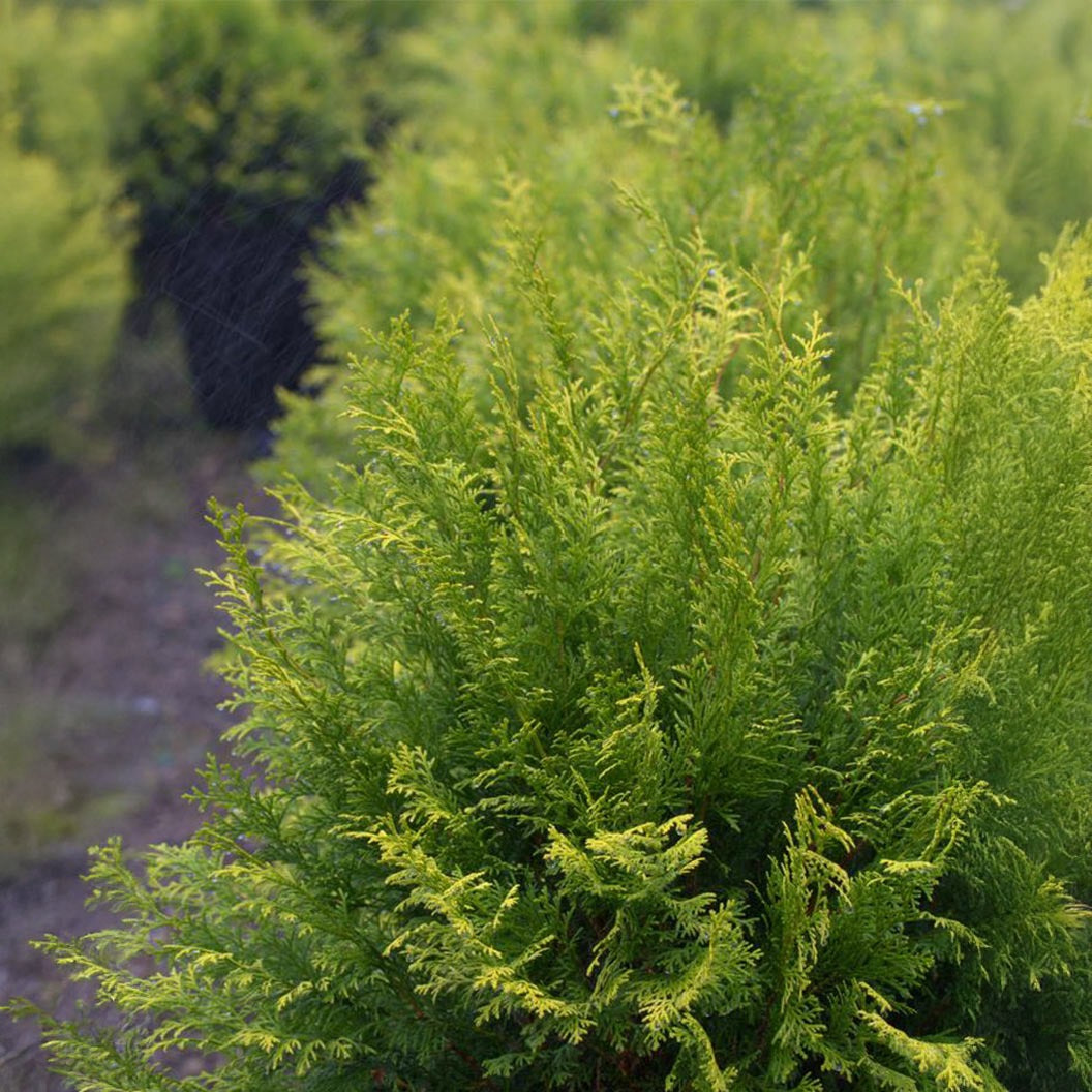 Southern Living® Night LightTM Chamaecyparis Shrub