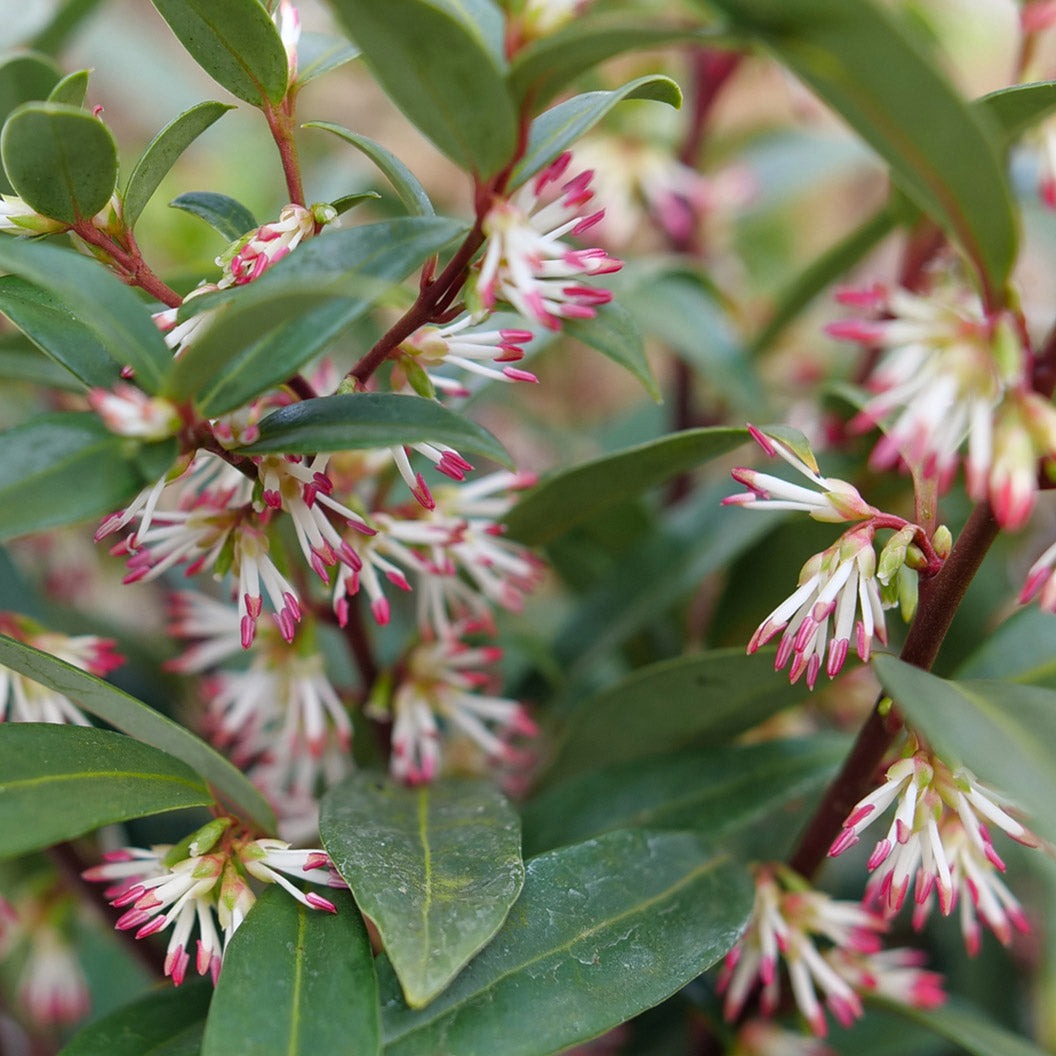 Proven Winners® Sweet & LoTM Sweet Box Shrub
