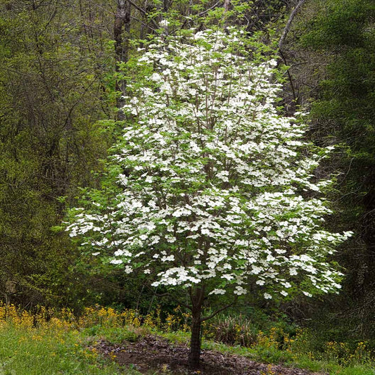 CloudburstTM Dogwood Tree