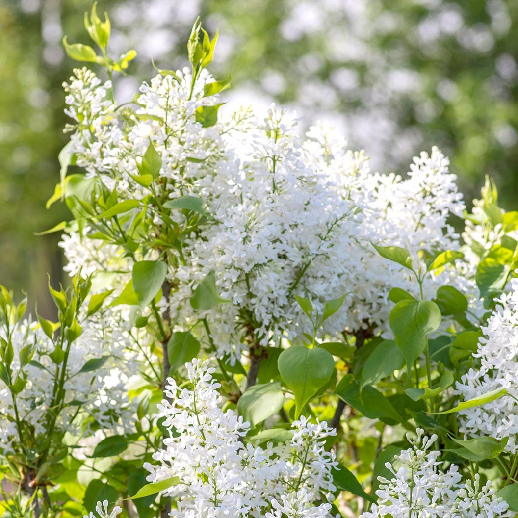 New AgeTM White Syringa Shrub