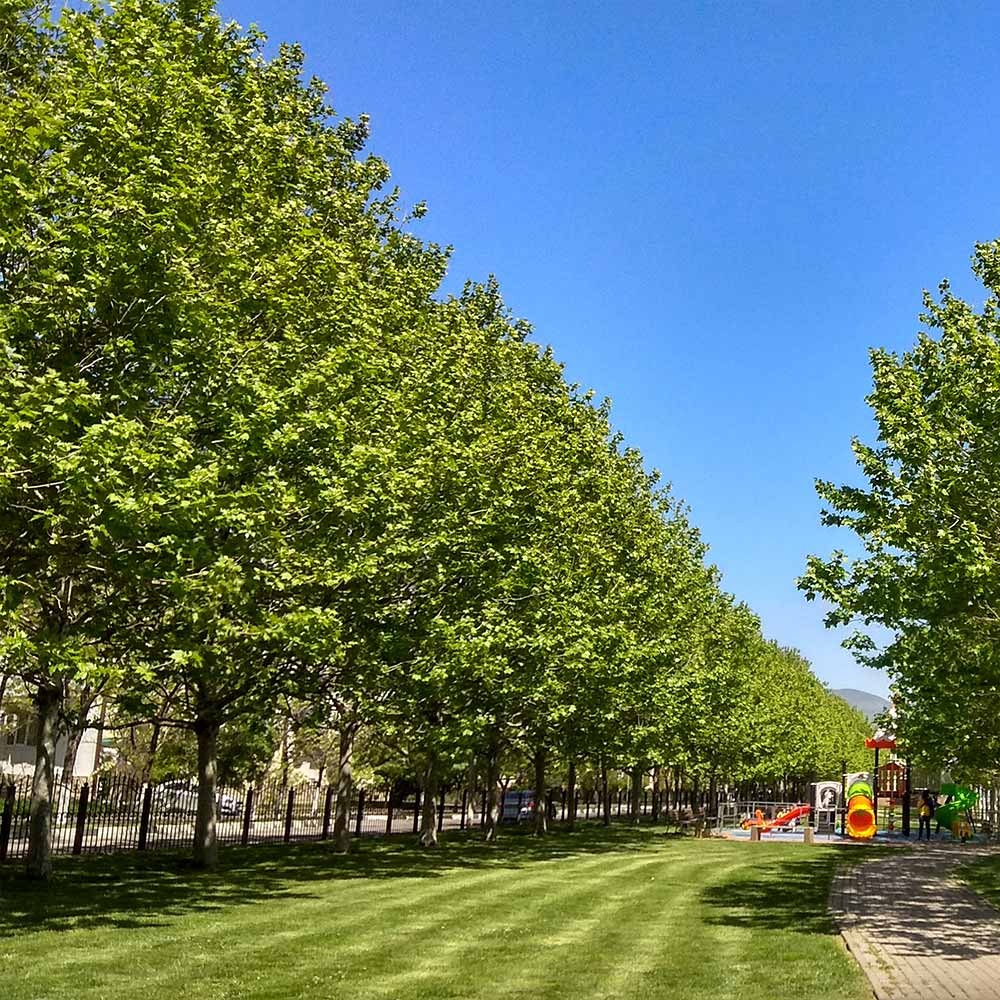 EXCLAMATION!TM London Planetree