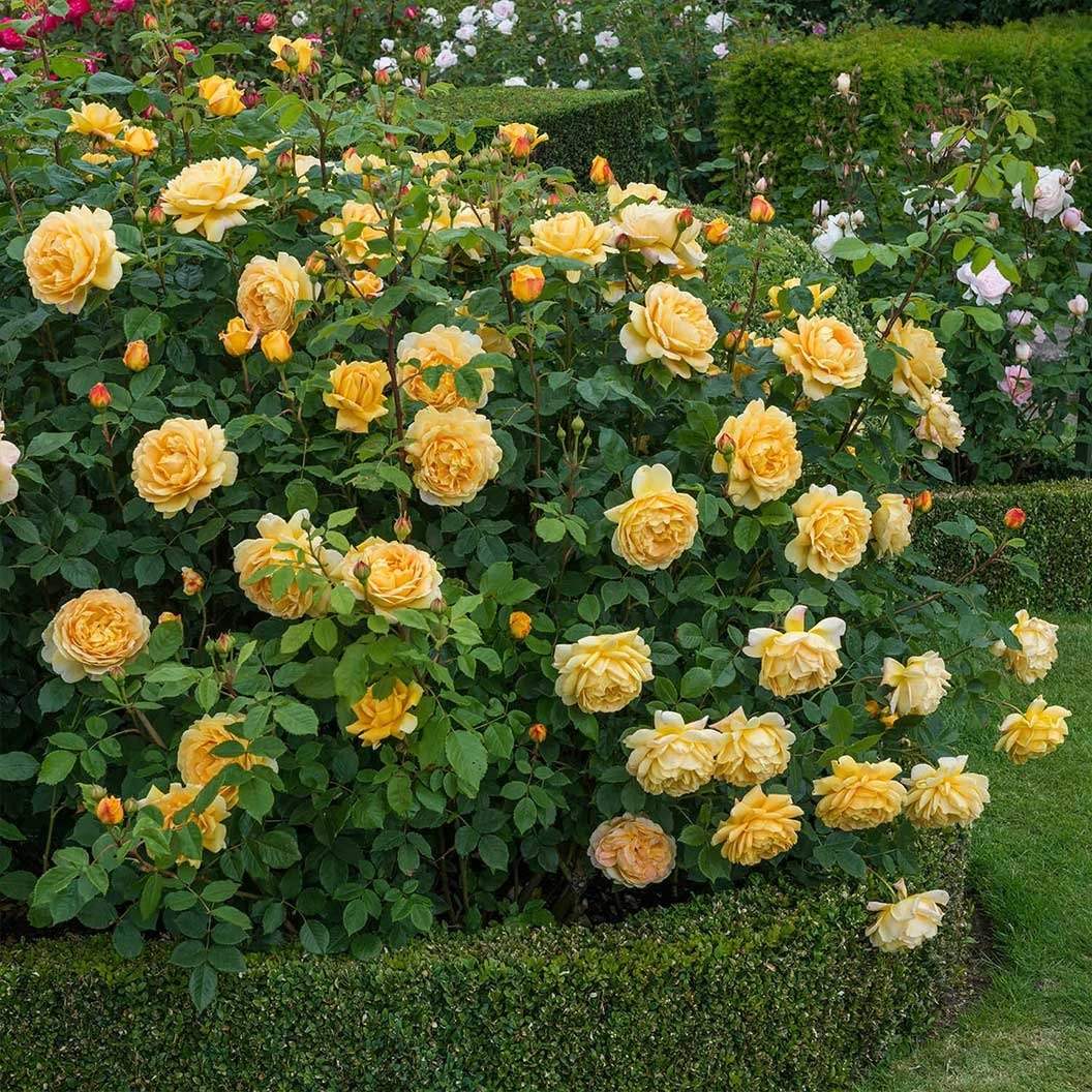 David Austin® Golden Celebration® English Shrub Rose