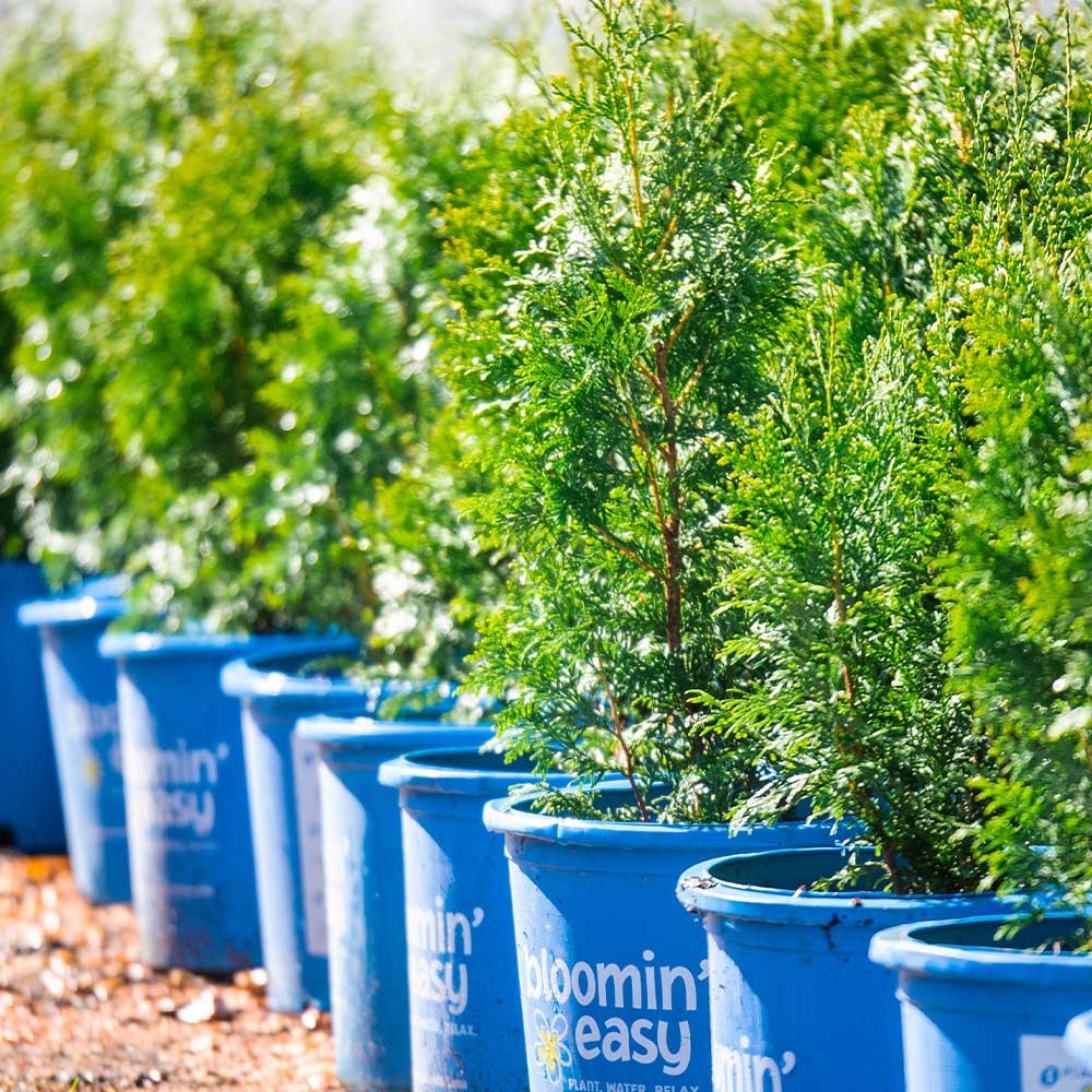 Private JetTM Arborvitae