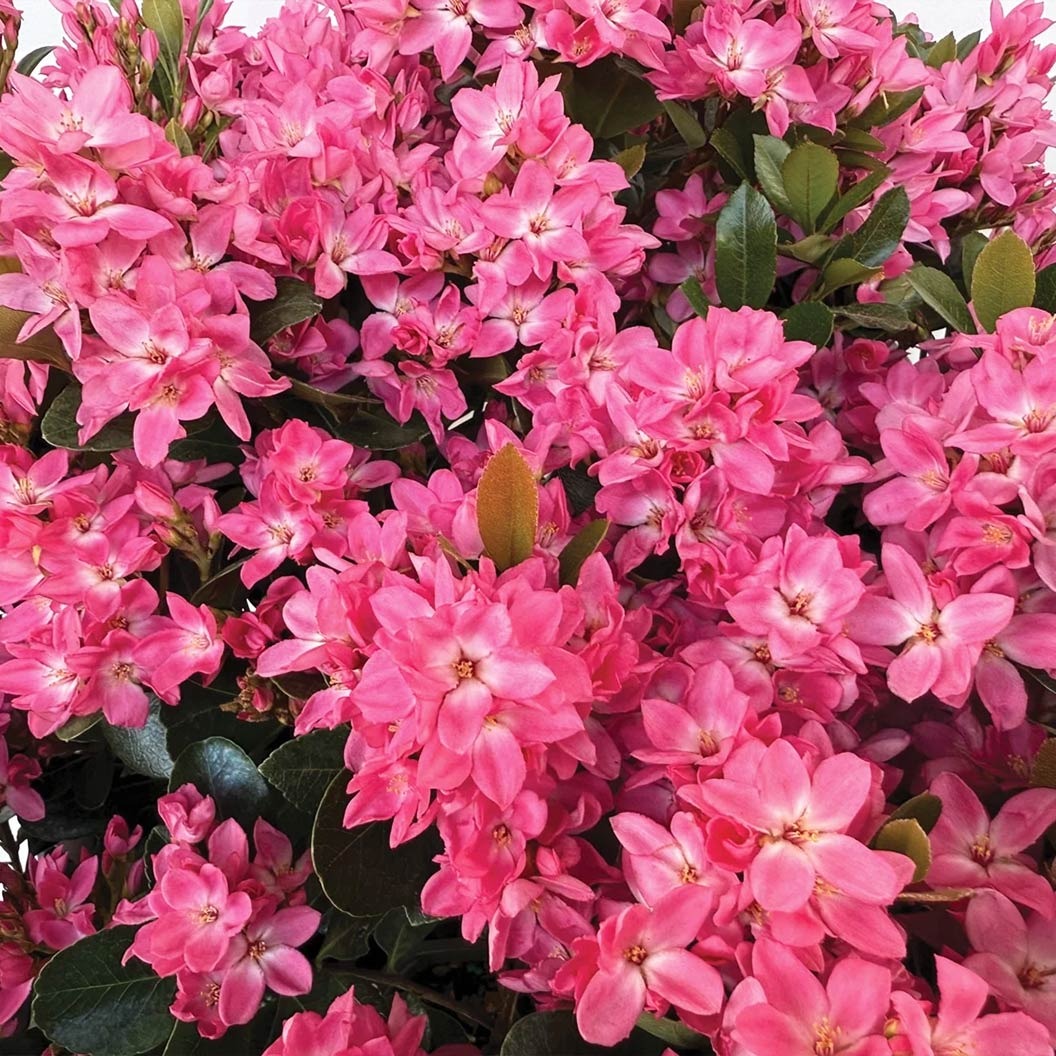 Pink PearlTM Improved Indian Hawthorne Shrub