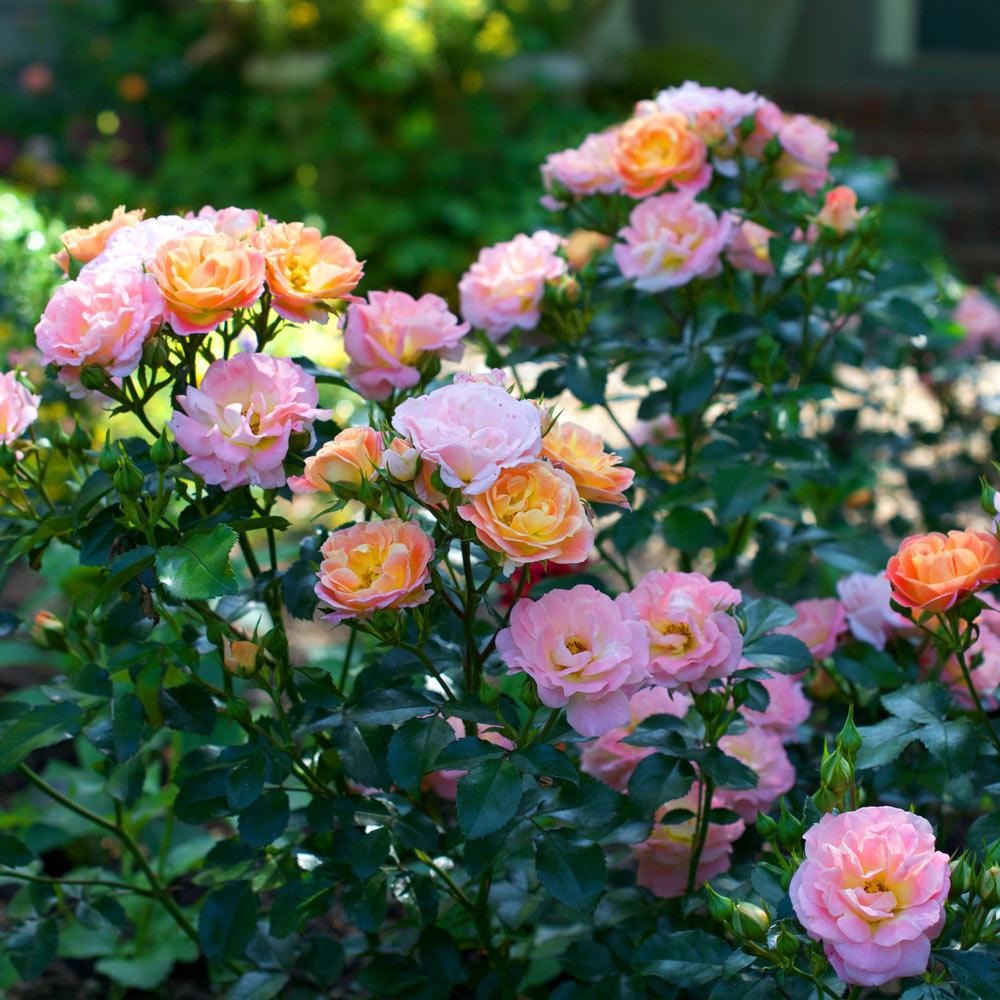 Rose Bushes