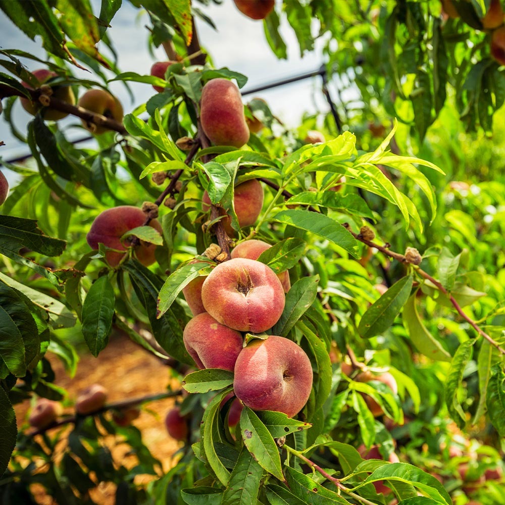 Donut Saturn Peach Tree