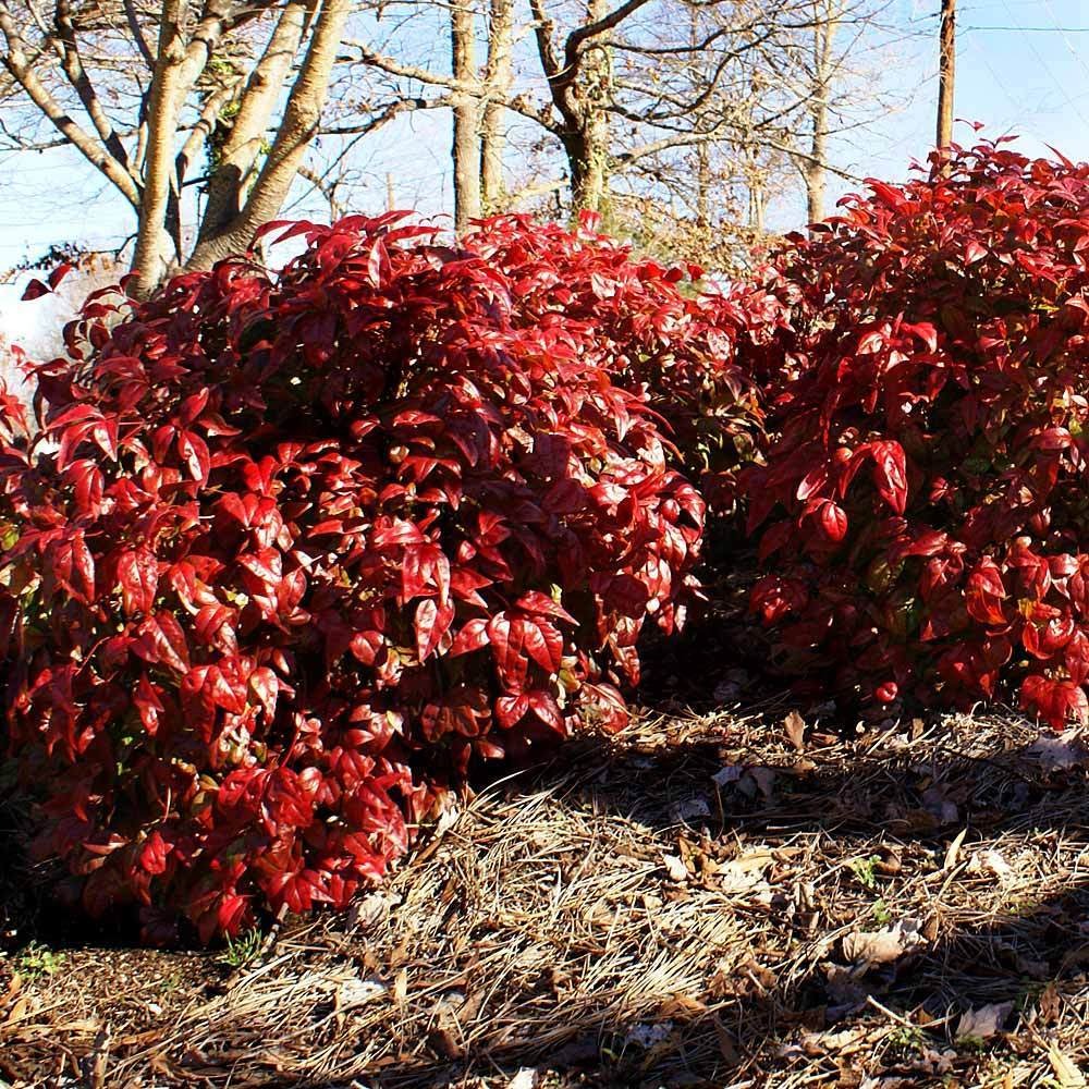 Southern Living® Blush PinkTM Nandina Shrub