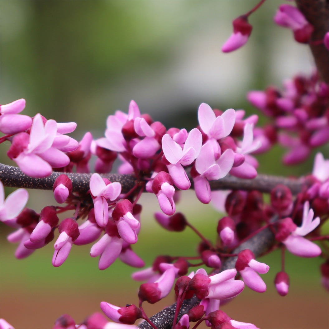 Midnight ExpressTM Redbud Tree