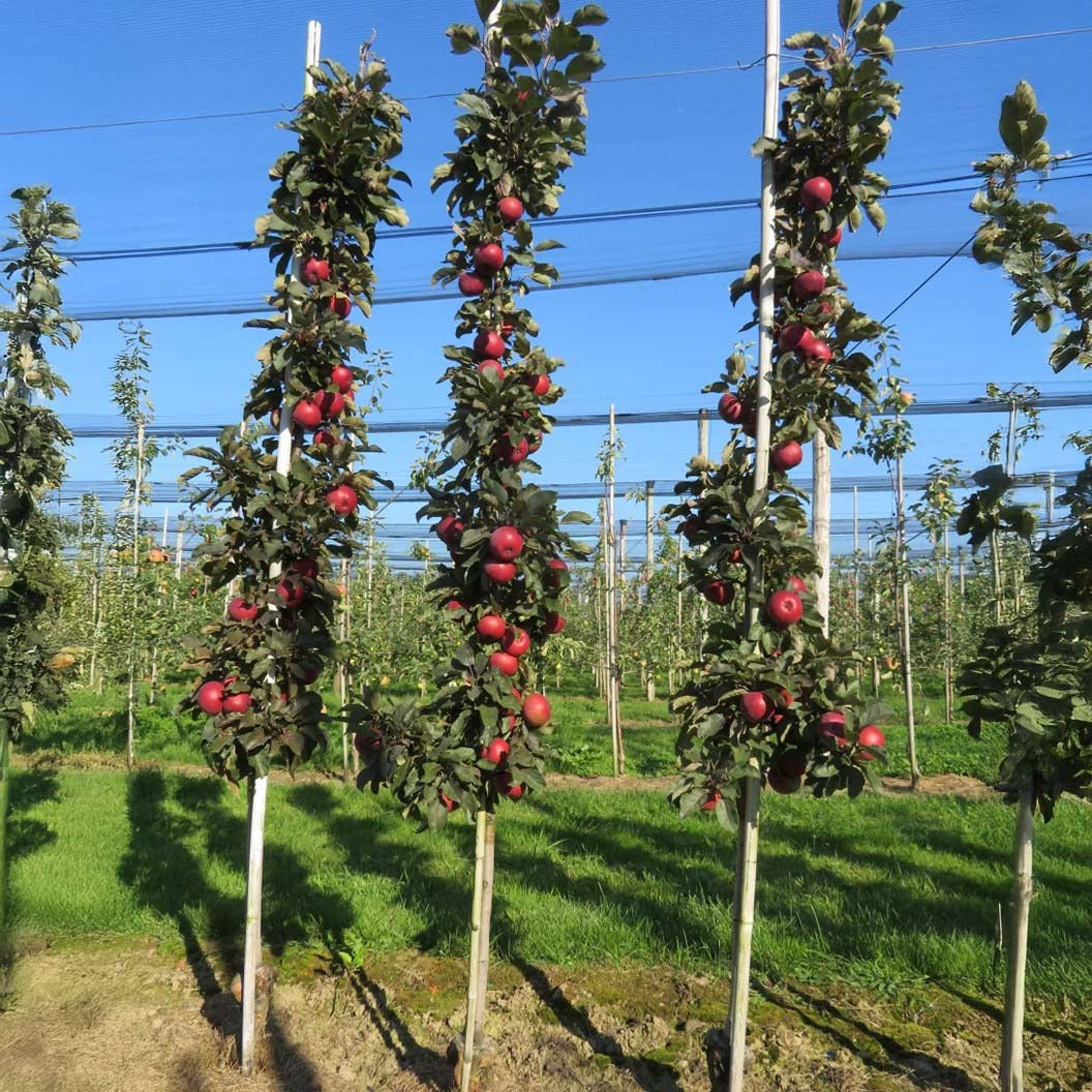 Fruit Snacks® All RedTM Columnar Apple Tree