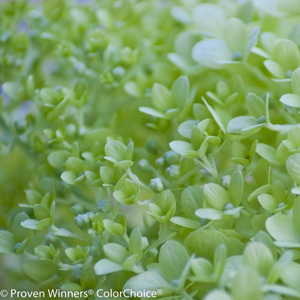Proven Winners® Little Lime® Hydrangea Shrub