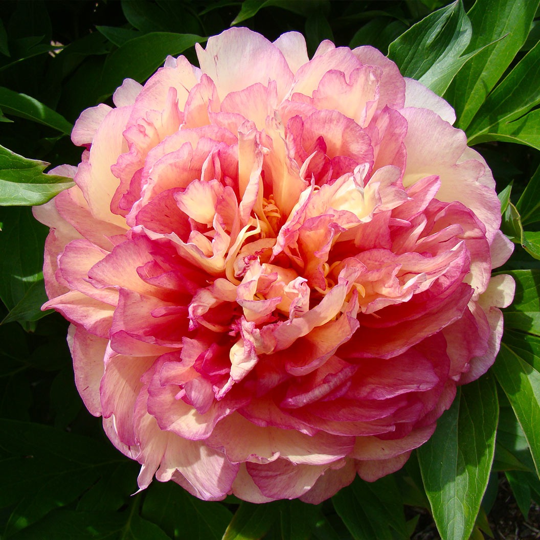 Garden Candy® Simply ScrumptiousTM Itoh Peony Plant