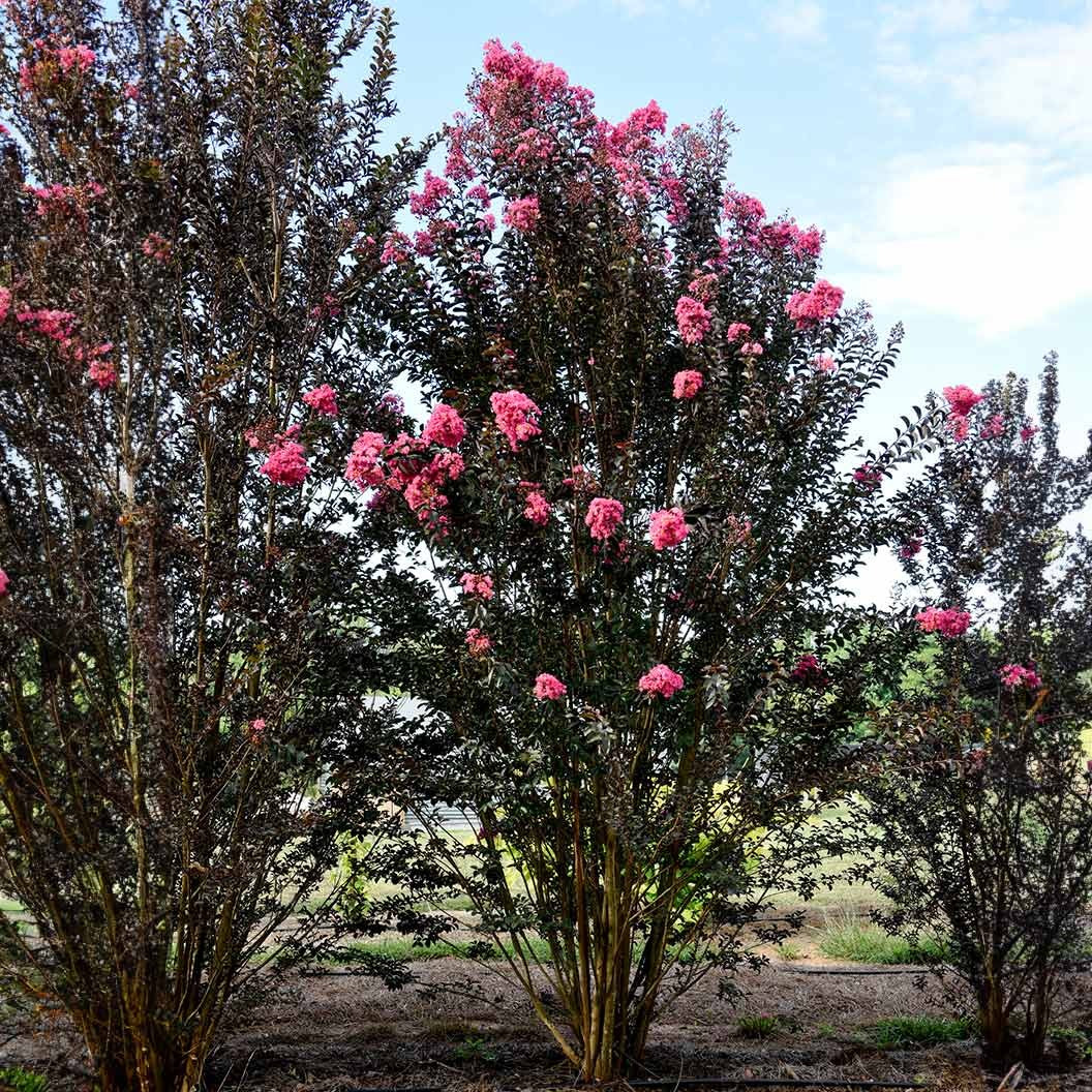 First Editions® Twilight MagicTM Crape Myrtle