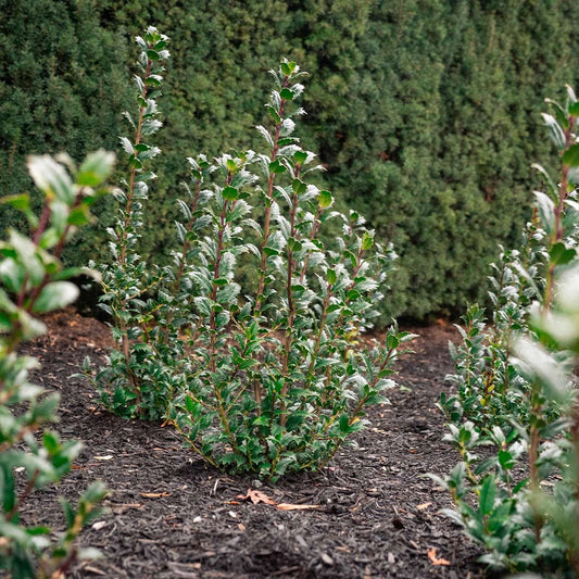 Great NeighborTM Holly Shrub